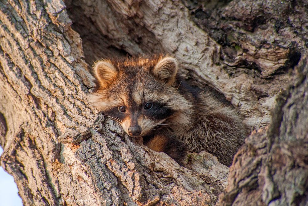 Racoon Resting In Old Maple Tree Photography Art | Alan Lincourt Photography Dot Com