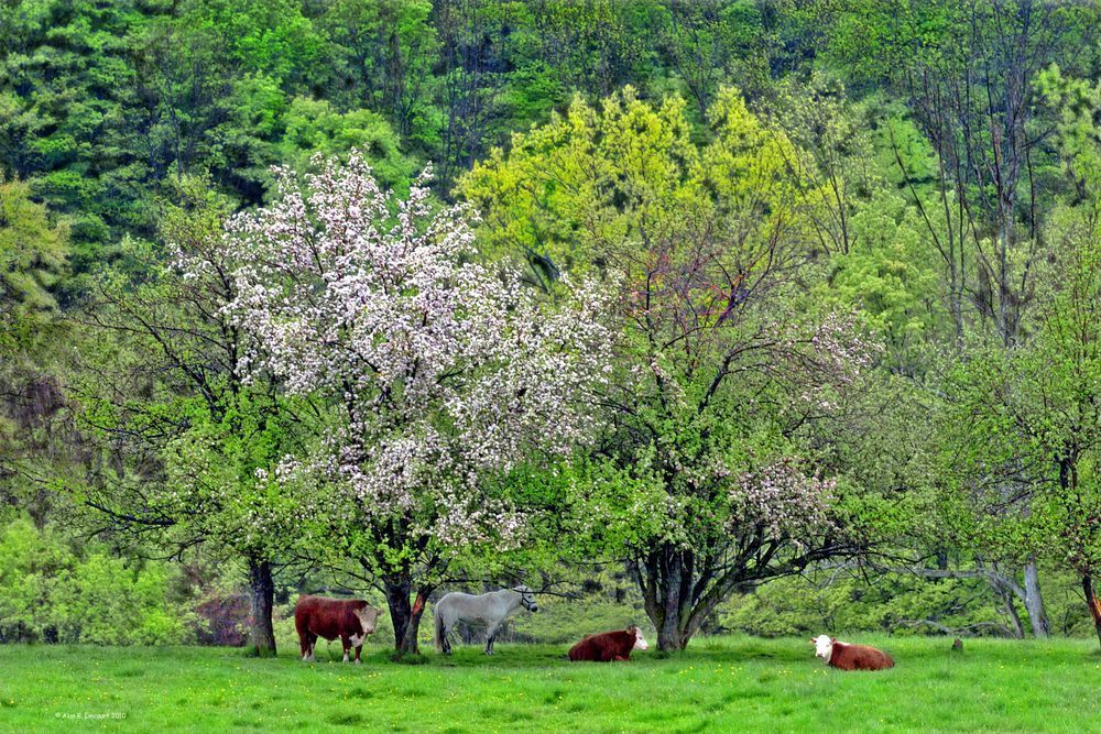 Rose With Herefords Under The Apple Blossoms Photography Art | Alan Lincourt Photography Dot Com