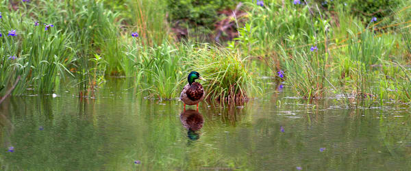 Spring Watery Landscape Mallard Flowers