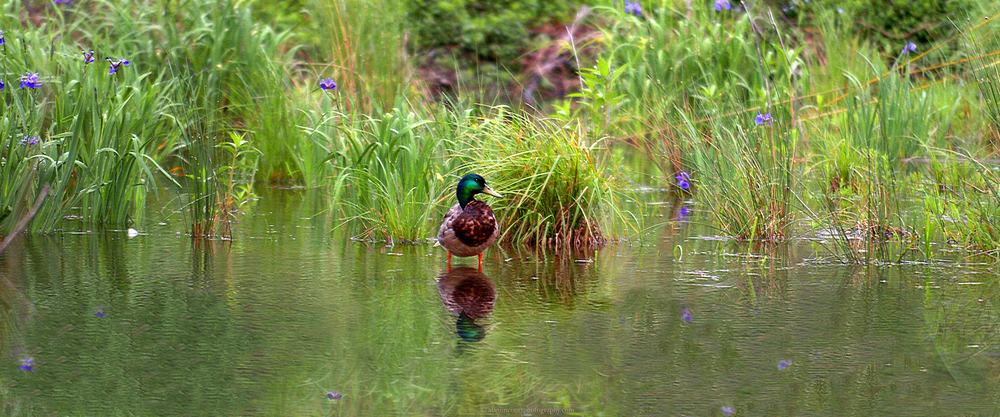 Spring Watery Landscape Mallard Flowers Photography Art | Alan Lincourt Photography Dot Com