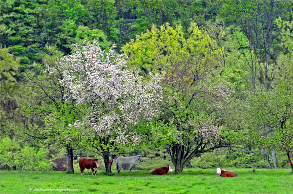 Spingtime in country pony resting with herefords rural New York State