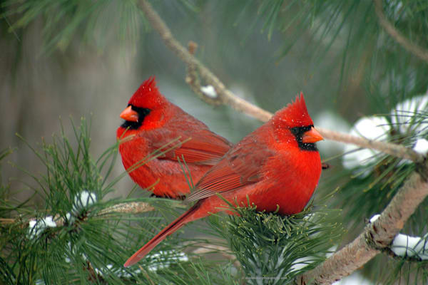 Silent Two Male Cardinals Huddling in Winter Pine tree 20x30