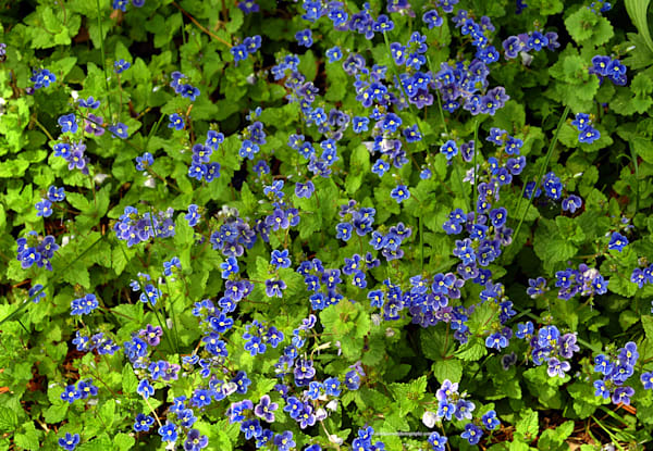Purple Blue Flowers and Green Ground Cover