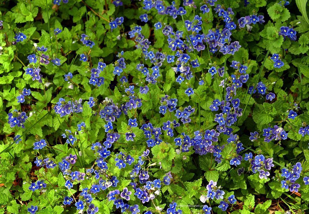 Purple Blue Flowers And Green Ground Cover Photography Art | Alan Lincourt Photography Dot Com