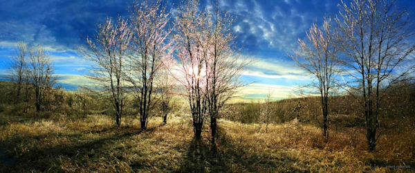 Peaceful Prism Coated Trees and Shrubs after Passing Storm Limited Edition