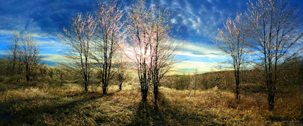 Prism Coated Trees and Shrubs after Ice Storm 24x10 Panorama Landscape