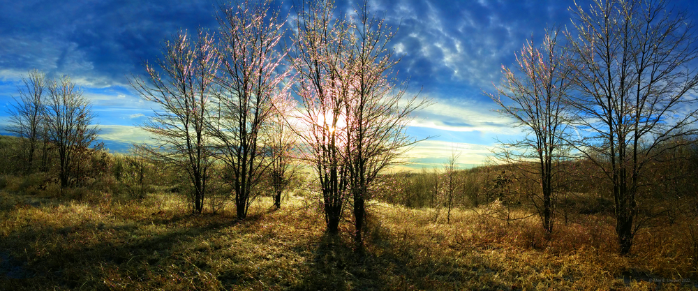 Prism Coated Trees And Shrubs After Ice Storm 24x10 Panorama Landscape Photography Art | Alan Lincourt Photography Dot Com