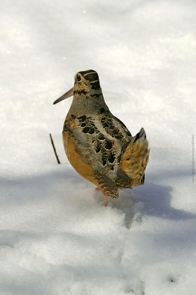 Wood Cock Strutting in March Snow with Spring Plumage
