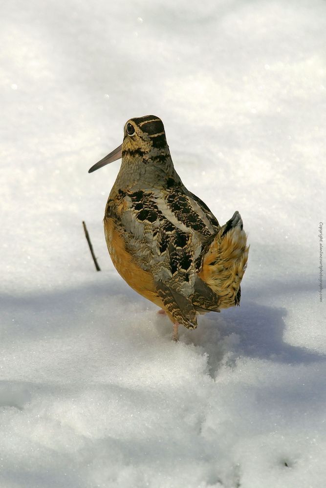 Wood Cock Strutting In March Snow With Spring Plumage Photography Art | Alan Lincourt Photography Dot Com
