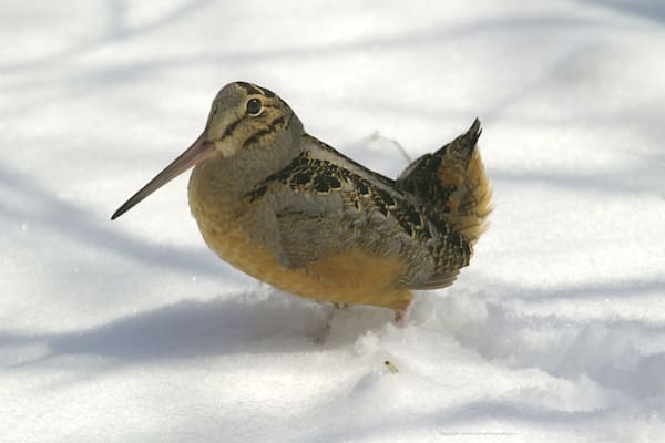 Wood Cock in March Snow with Spring Plumage