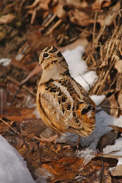 Wood Cock in April with Spring Plumage