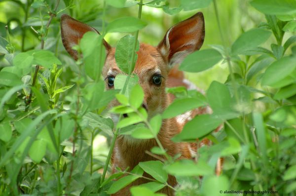 Wildlife