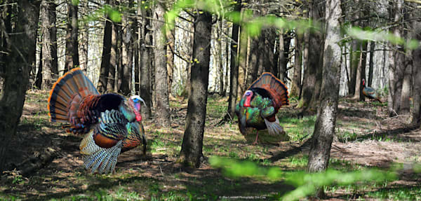 Wild Tom Turkeys in Spring Rural Upstate NY