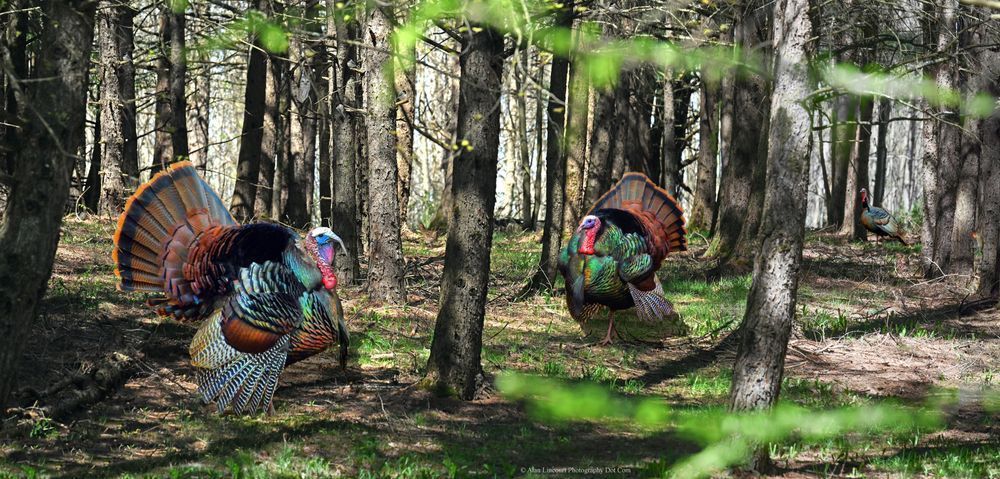 Wild Tom Turkeys In Spring Rural Upstate Ny Photography Art | Alan Lincourt Photography Dot Com