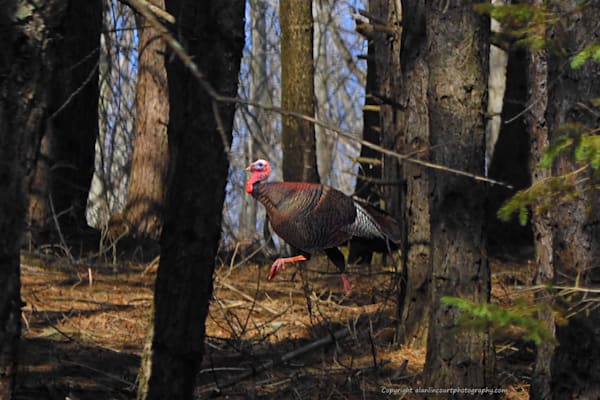 Thunder of the mountain Tom Turkey