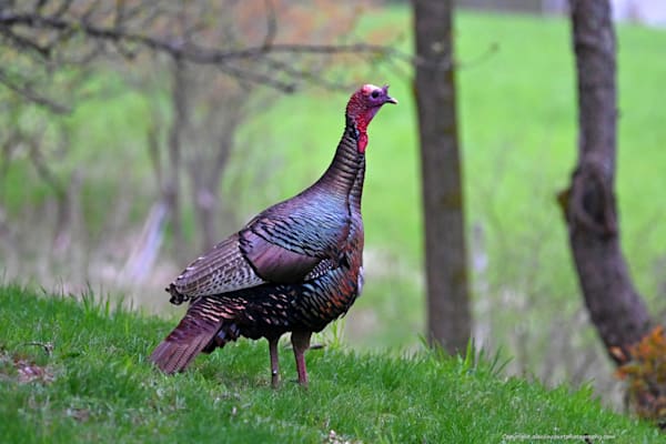 Young Tom Turkey in Spring