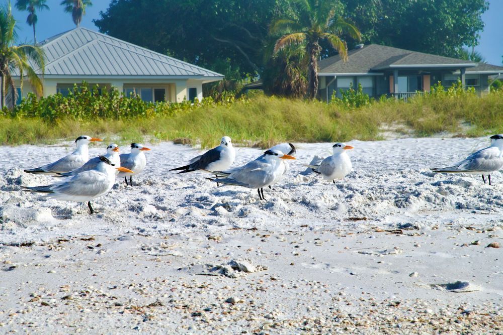 Royal Terns Ami Photography Art | David Pauli Photography