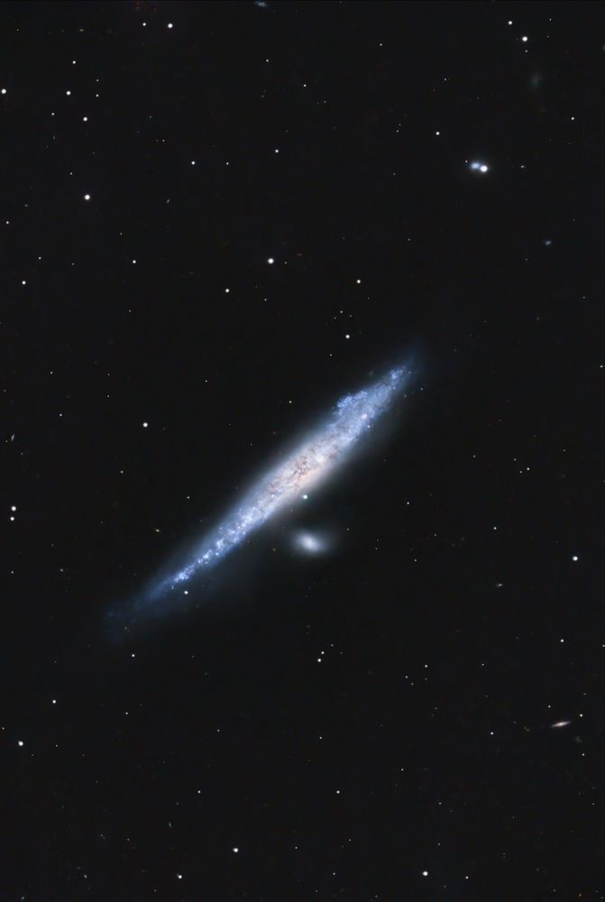 Cosmic Whale and Pup - NGC4631