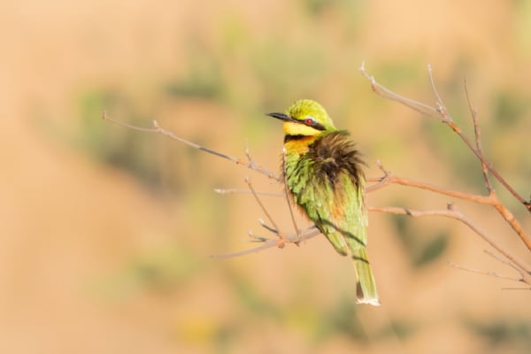 African Bee Eater