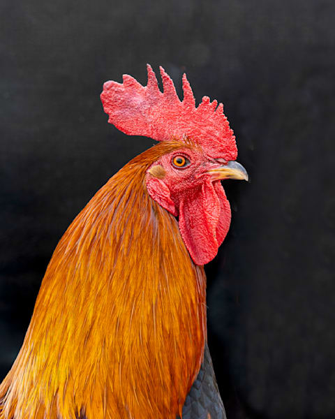 Boscoe
