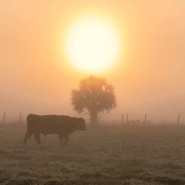 Sunrise in Heavy Fog