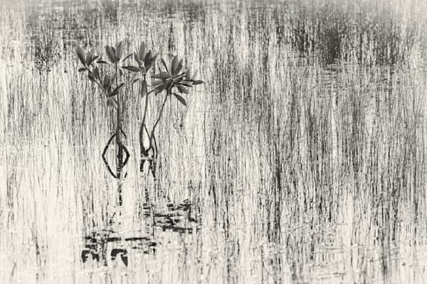 Grasses of the Everglades