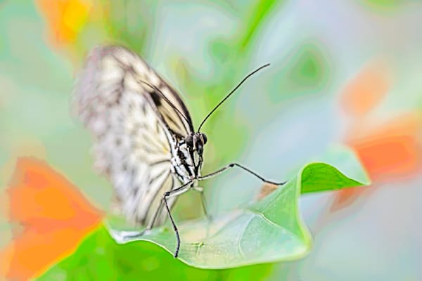 Abstract Butterfly