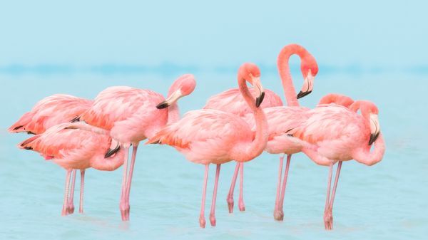 Wildlife