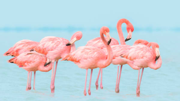Flamingoes in Florida Bay