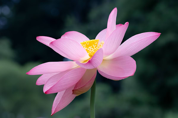 Profile of a Lotus