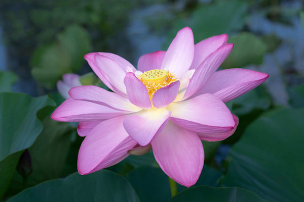 Glowing Lotus