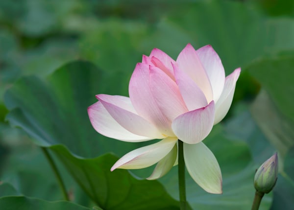 The Graceful Lotus