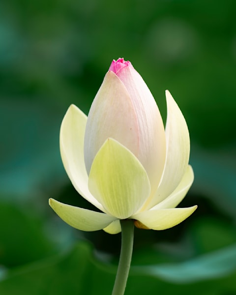 Lotus in Green