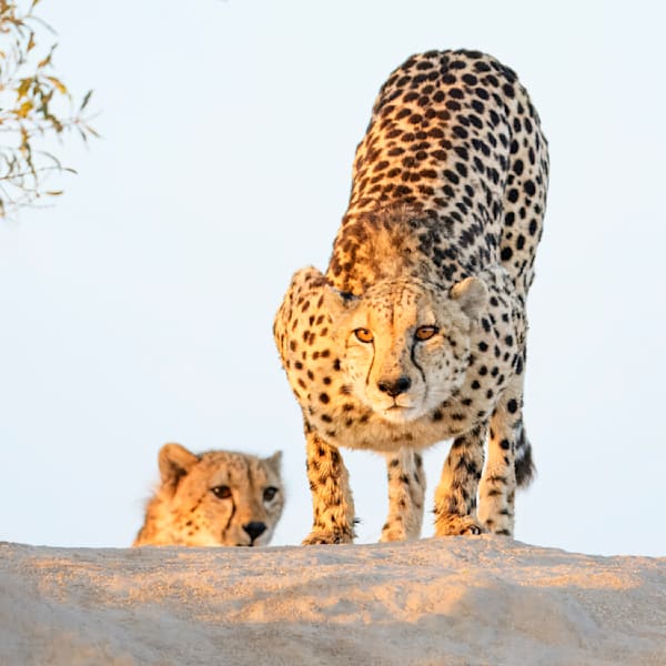 Momma Cheetah Prepares to Launch