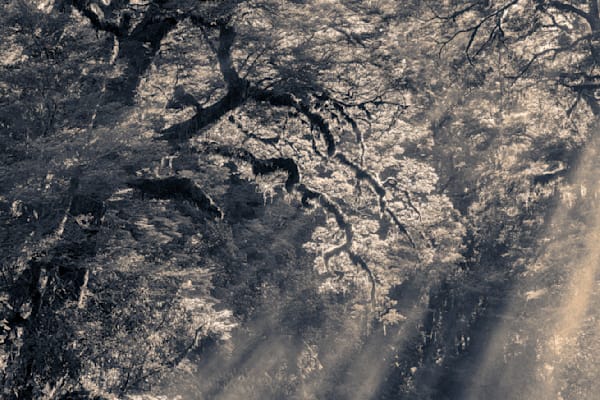 Magical Light