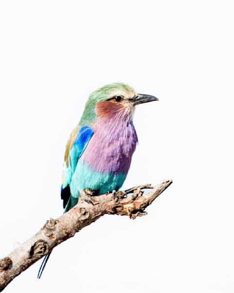 Lilac Breasted Roller