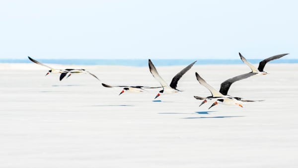 Black Skimmers Skim the Beach