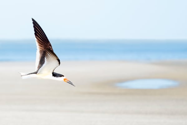 Black Skimmer Cruises the Beach