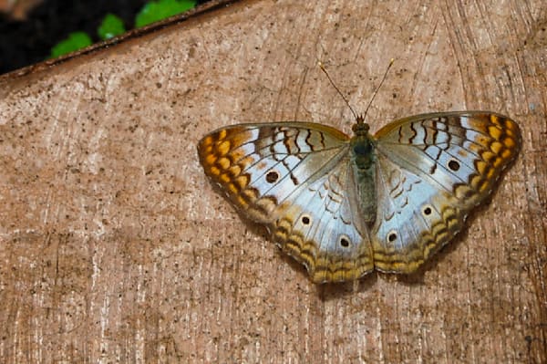 Butterflies, Bees, & Bugs