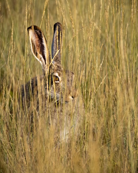 Camouflage Rabbit Rabbits Art | Stephen Fisher Photography