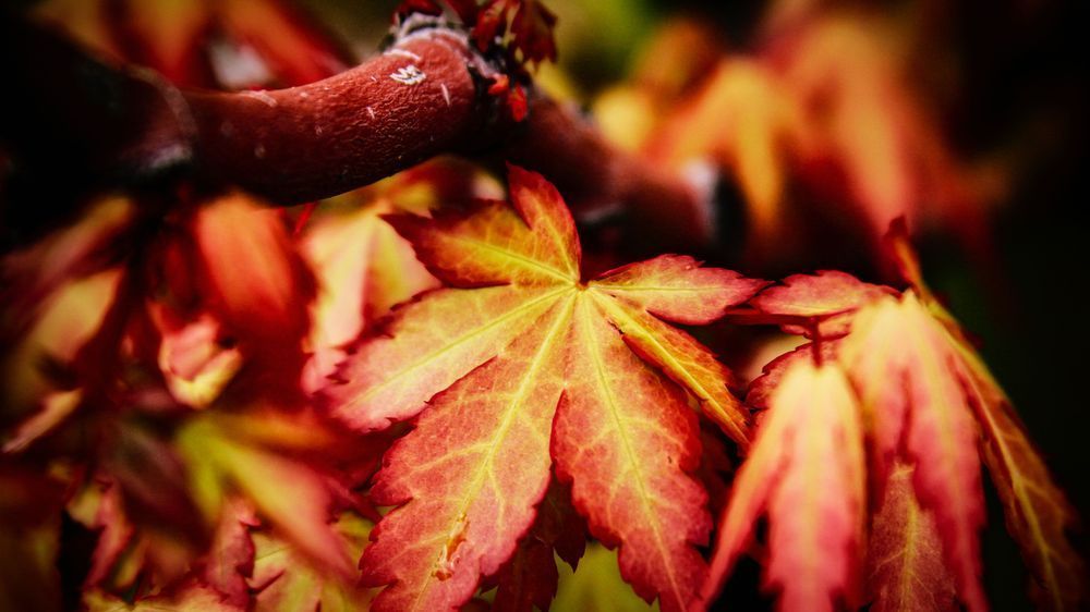 Chinese Maple   Or Photography Art | Julian Kegel 