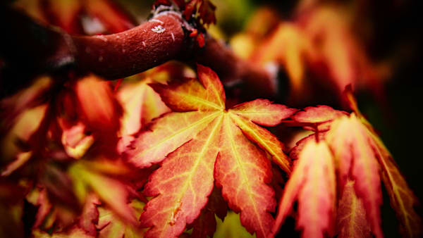CHINESE MAPLE - OR