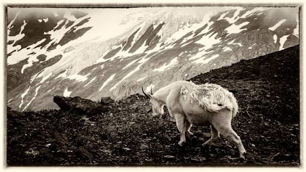 ALPINE GOAT BEAST - AK