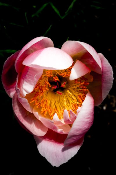 FLOWER HEART - WI