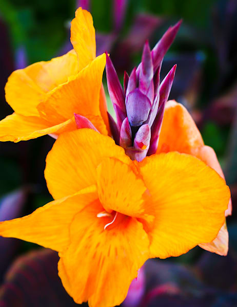 GLADIOLA - NZ