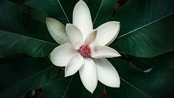 MAGNOLIA 2   WI 1