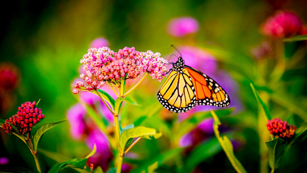 MONARCH 2  WI 1