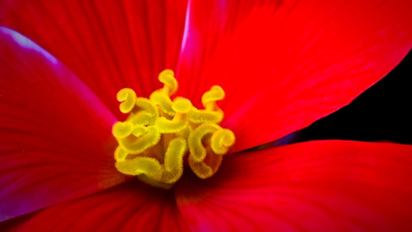 RED YELLOW STAMEN - CA