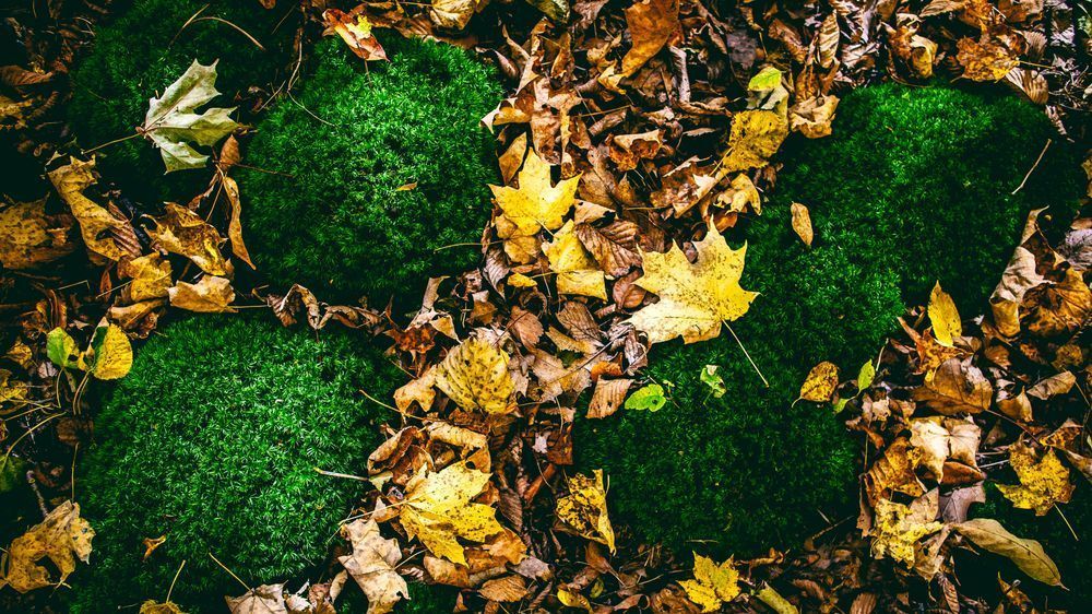 Rocks Moss And Leaves   Monches   Wi 1 Photography Art | Julian Kegel 