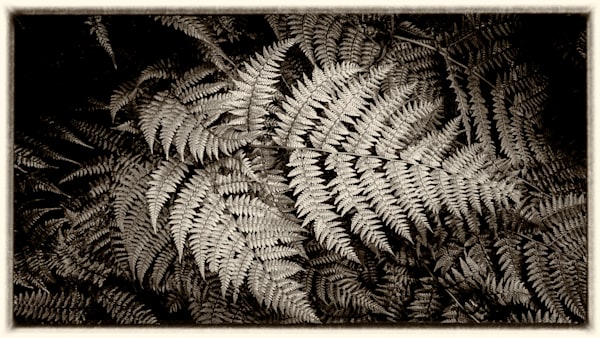 SILVER FERN - CA